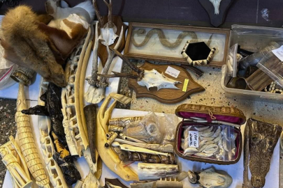 Yasadışı Yaban Hayatı Ürünlerine Büyük Operasyon!