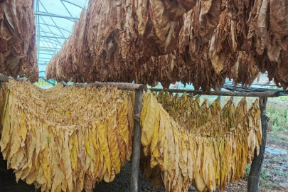 Bilecik Pazaryeri’nde tarımda yeni hamle... Tütün ve İpekböcekçiliği için ilk adım