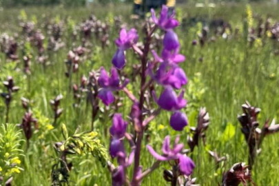 İzinsiz salep orkidesi toplayan kişiye 699 bin lira ceza