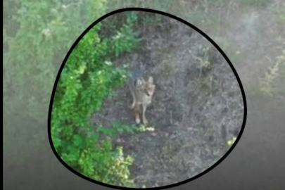 Bursa Orhangazi'de Kurtlar sürülere dadandı.