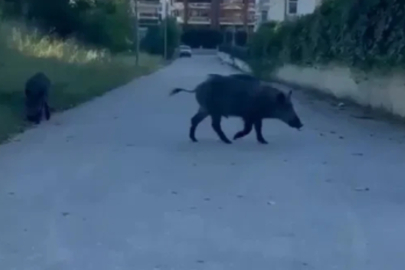 Domuzlar yerleşim yerine inerek yiyecek aradı