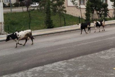 Orhangazi Toki 5. Etapta Başıboş hayvan sorunu sürüyor..